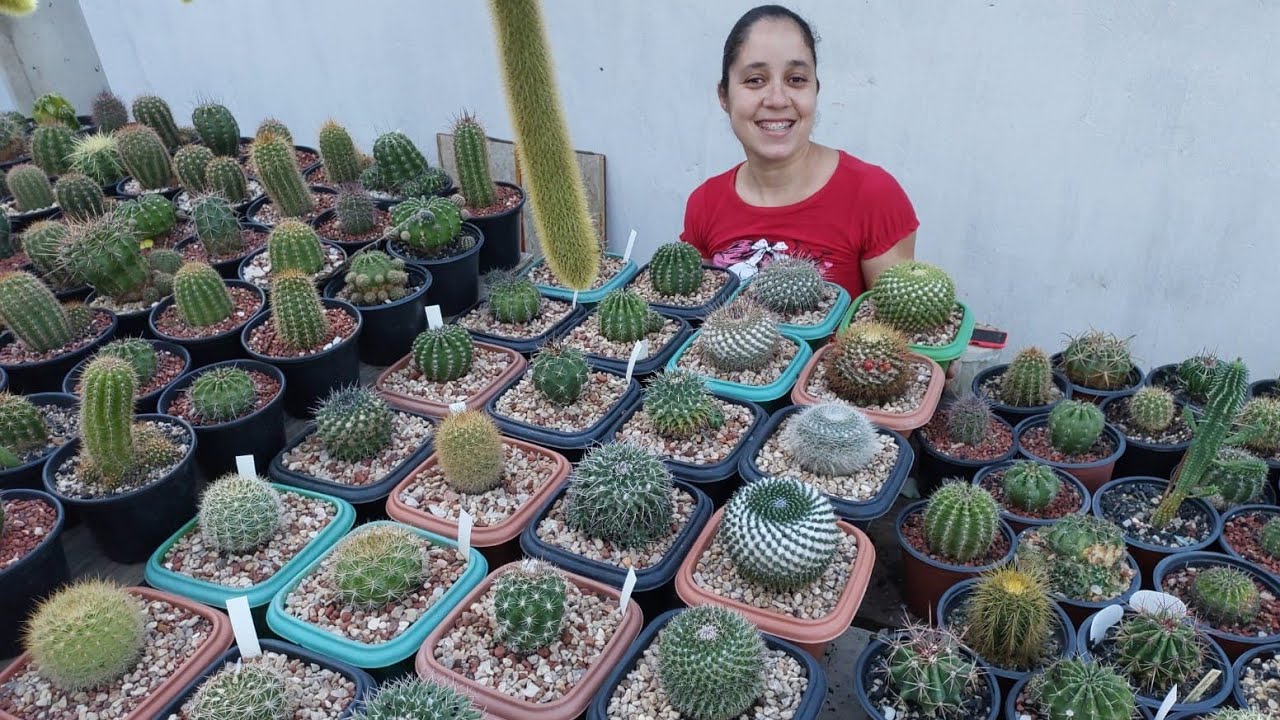 A importância de trocar os  CACTOS  de Vaso #cactos #flordecacto 🌵