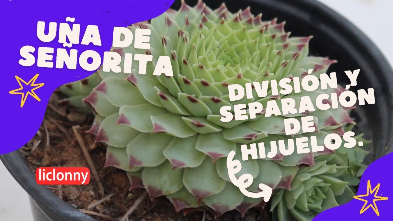 Uña de señorita cuidados y separación de hijuelos// Sempervivum. liclonny
