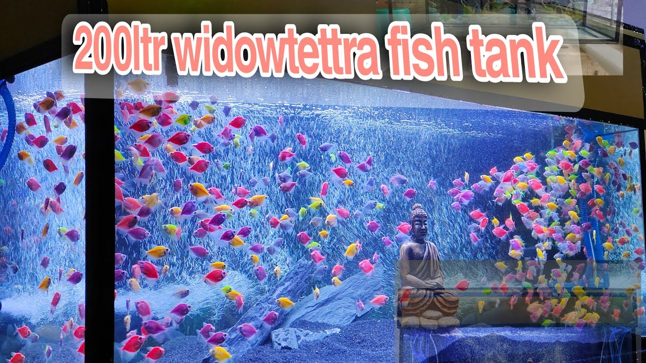200LTR widowtettra fish tank ready #aquarium #tetra fish#smallfishes #beautiful #viral#view#YouTube
