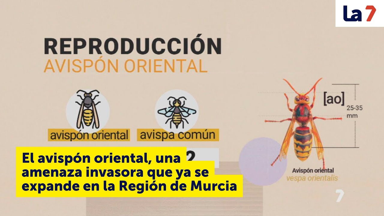 El avispón oriental, una amenaza invasora que ya se expande en la Región de Murcia | La 7