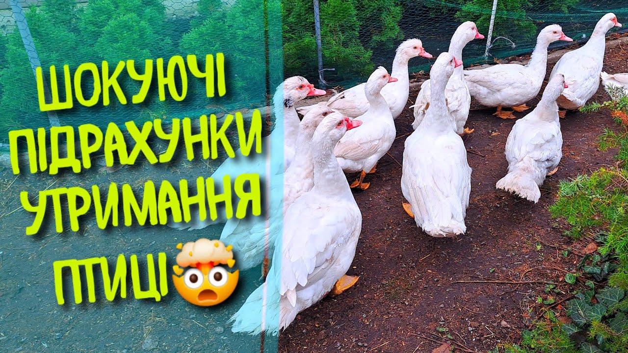 ЧОМУ Я НЕ ВИРОЩУЮ ТВАРИН НА МЯСО? В ЯКОМУ ВІЦІ РЕНТАБЕЛЬНО ПРИБИРАТИ ІНДОКАЧОК? ШОКУЮЧІ ПІДРАХУНКИ