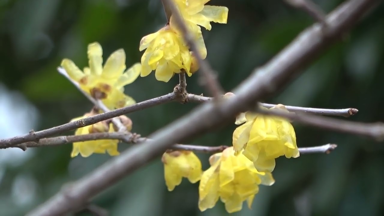 ワイエムエス　フレンドリー　福智山ろく花公園の花めぐり（直方市福智町）　2026/01/24