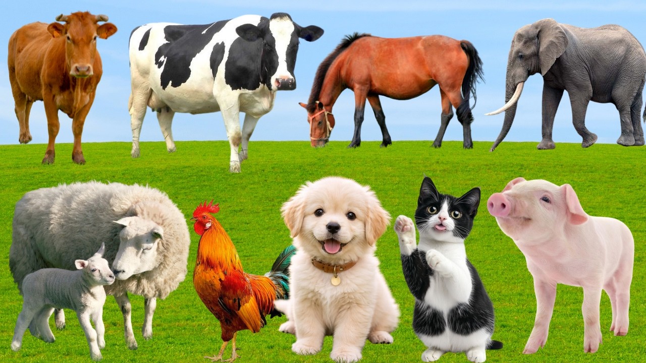 🌿 Đồng Quê Tràn Đầy “Giai Điệu Yêu Thương” – Chó, Mèo, Heo & Vịt Cất Lên Niềm Vui | FarmAnimals🐶🐱🐷🦆