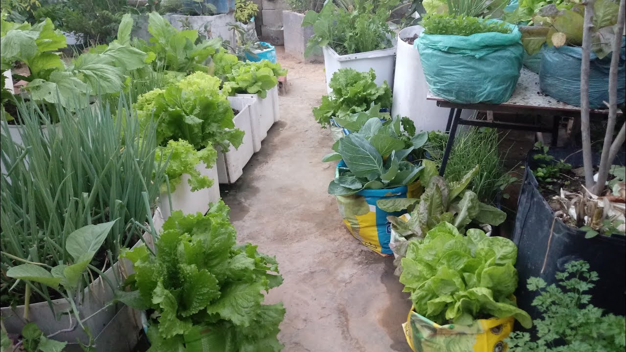 Meu jardim meu alimento