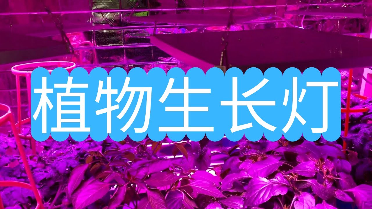 怎样选择植物生长灯，普通LED灯可以吗？实际使用经验分享。