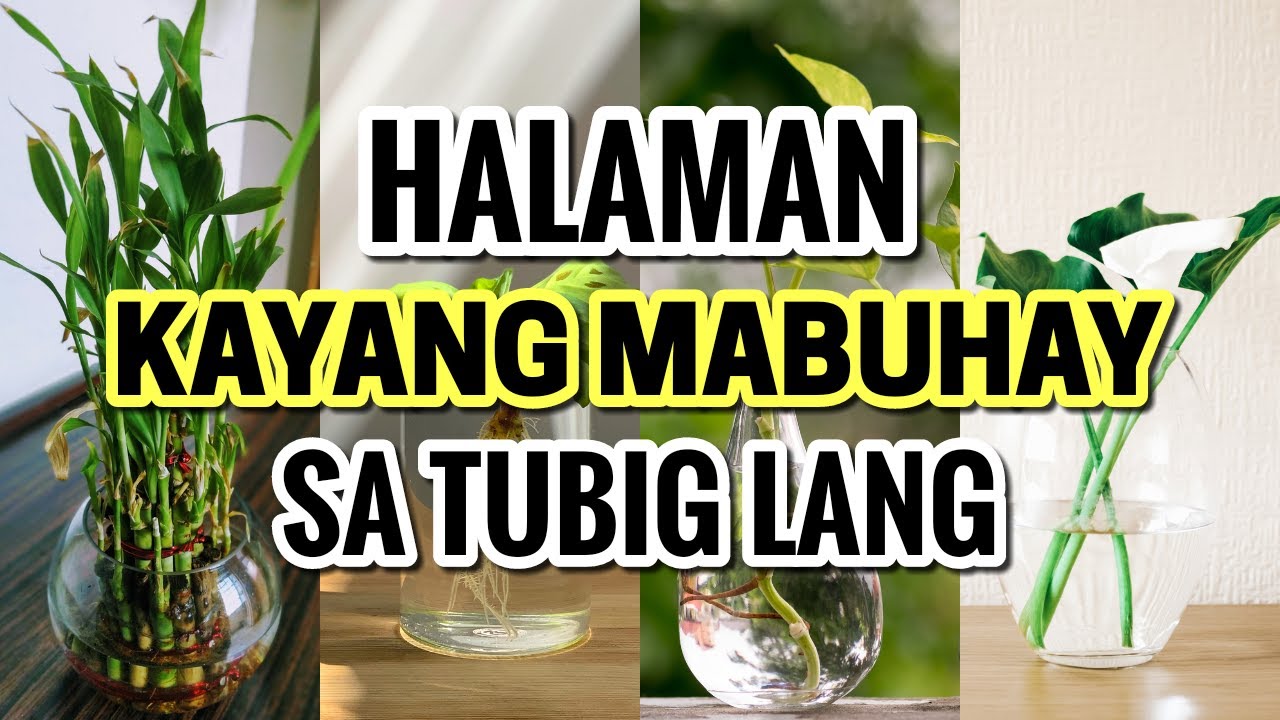 Top 10 Common Indoor Plants na Kayang Mabuhay sa Tubig