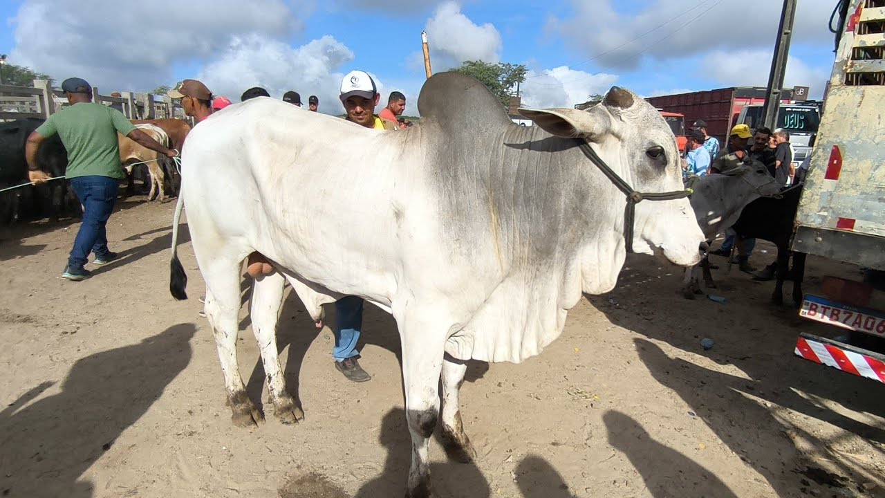 FEIRA DO GADO DE CAMPINA GRANDE-PB 25/02/2026