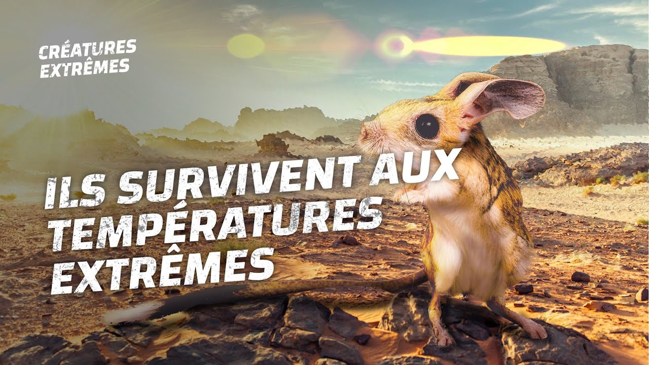 Ces cr&eacute;atures r&eacute;sistent aux temp&eacute;ratures extr&ecirc;mes