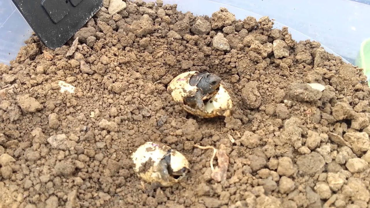 Eastern Box Turtle Eggs Hatching