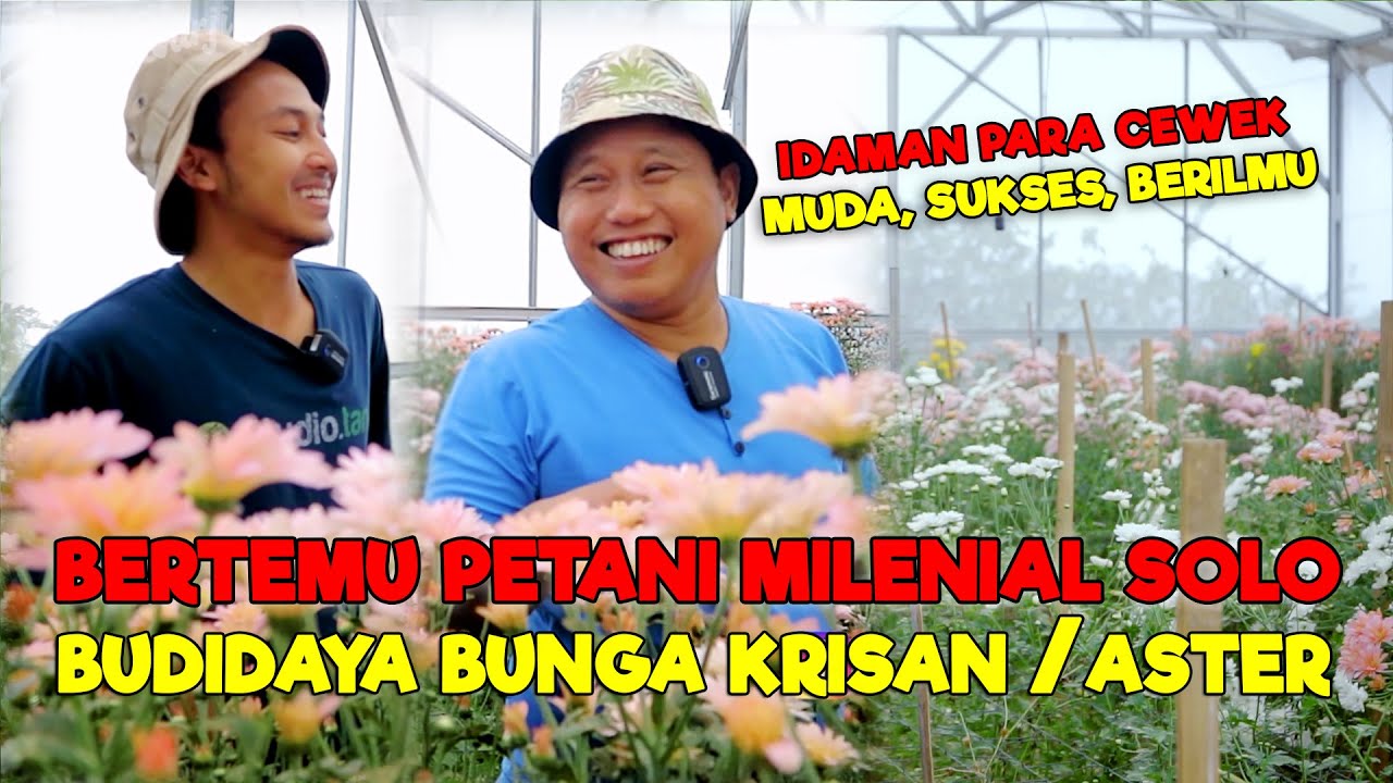 IDAMAN PARA CEWEK || PETANI MUDA MILENIAL SOLO SUKSES BUDIDAYA BUNGA KRISAN/ASTER - JURAGAN LAHAN