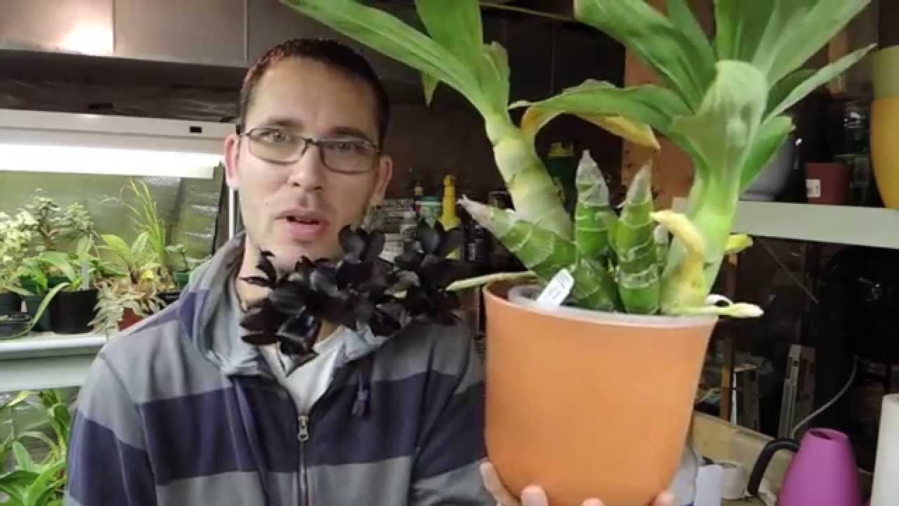 YAY! Blooms! Monn.  Millennium Magic 'Witchcraft' In full Bloom