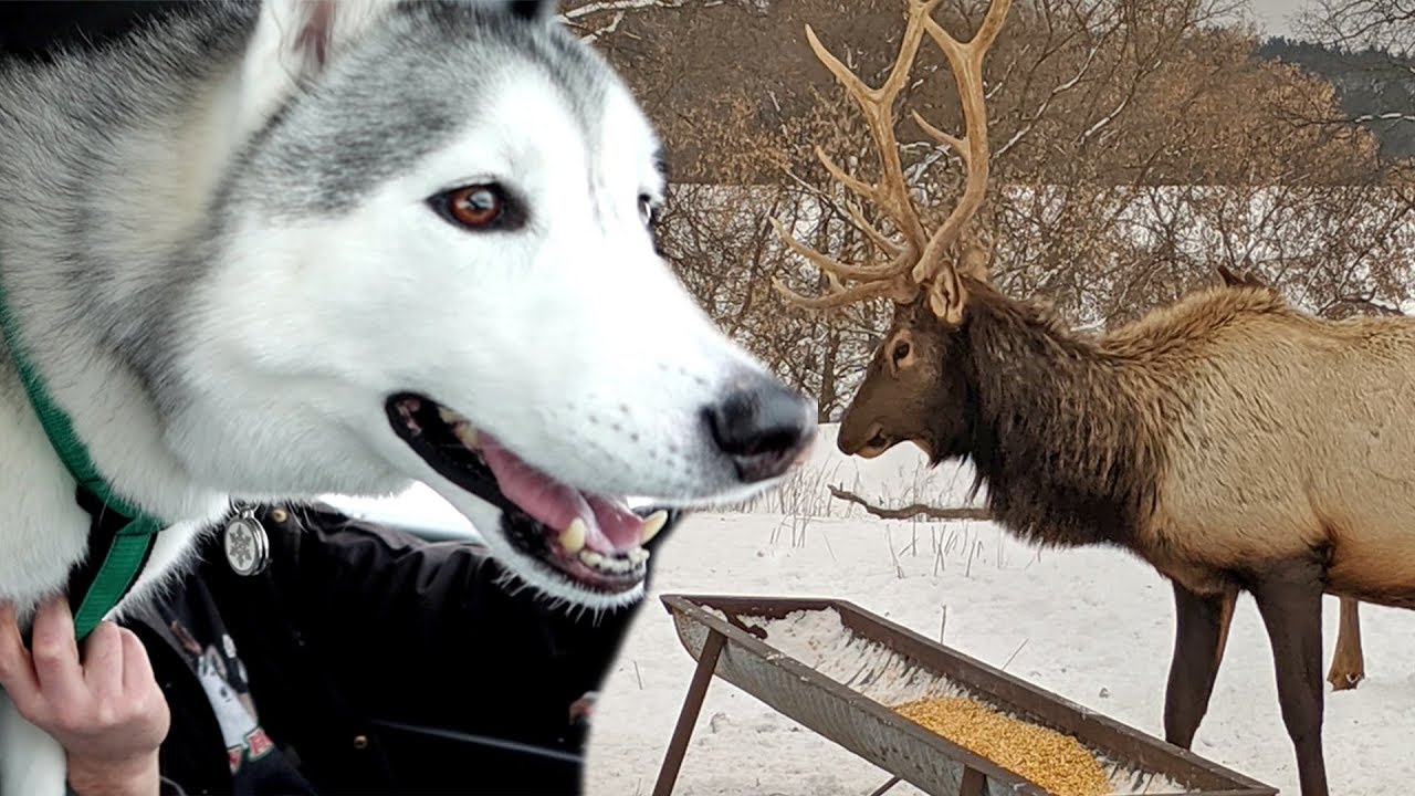 Huskies Watching Elk Fight