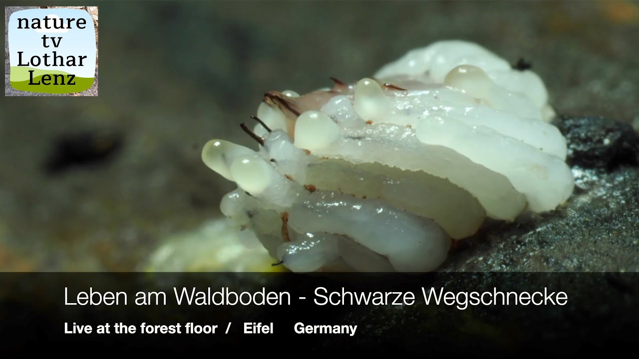 Leben am Waldboden (10). Live at the forest floor. Eifel, Germany