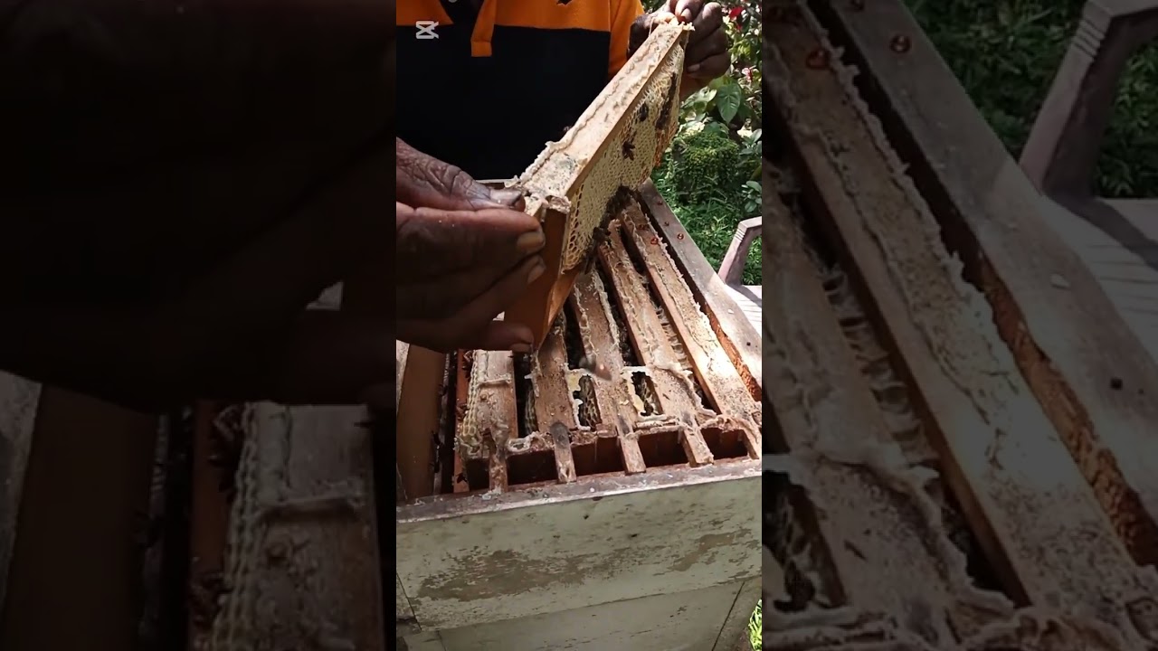 මී වද කැඩීම. 