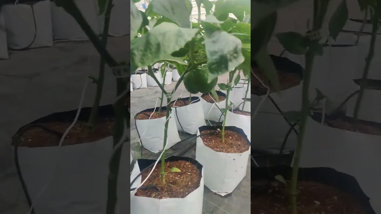 Hydroponic Bell Peppers 