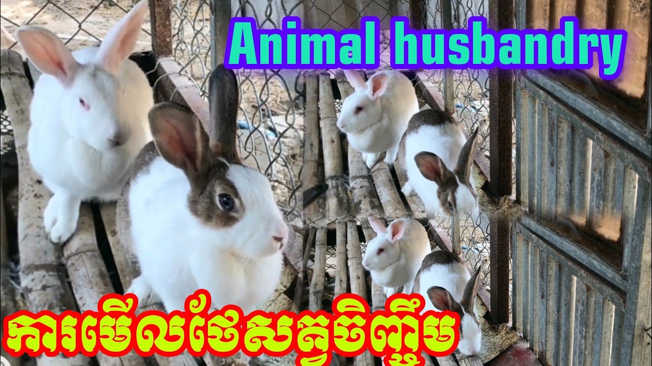 Animal husbandry ការមើលថែសត្វចិញ្ចឹមតាមជនបទ