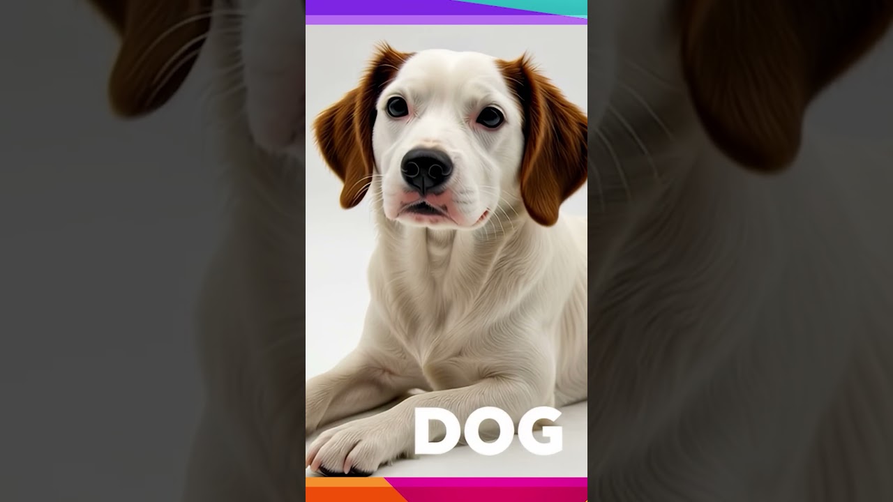 Magical Animals | Marble Animals Turn Into Real Animals #kidslearning #magic