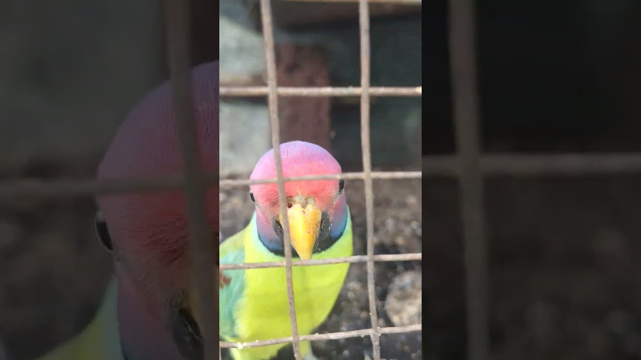 #001#birds #animals #lifeisbutadream #cute #ekmot#roblox #song #subscribe #recipe #goat #short 👍❤️🦜🦜