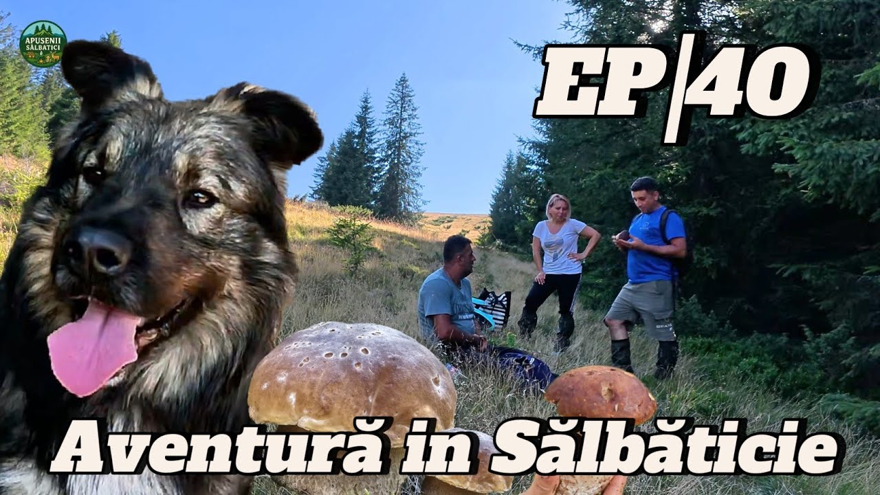 VIN DE LA 500 KM SĂ CULEAGĂ HRIBI DIN MUNȚII APUSENI! | EP 40