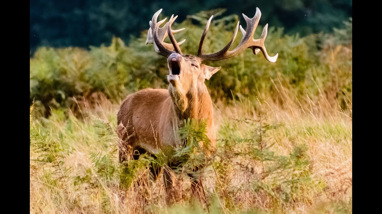 FUNNY DEER NATURAL SOUNDS