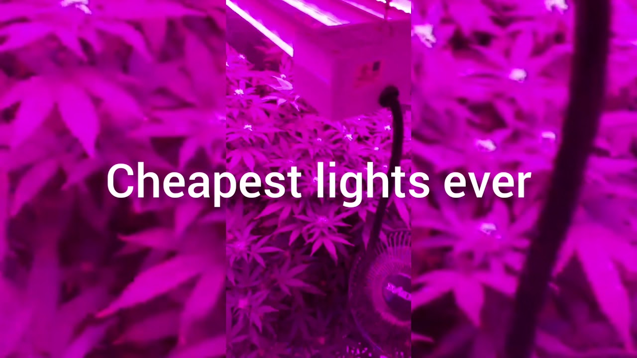 How to Grow weed for dummies Cheap Indoor Grow (look around)