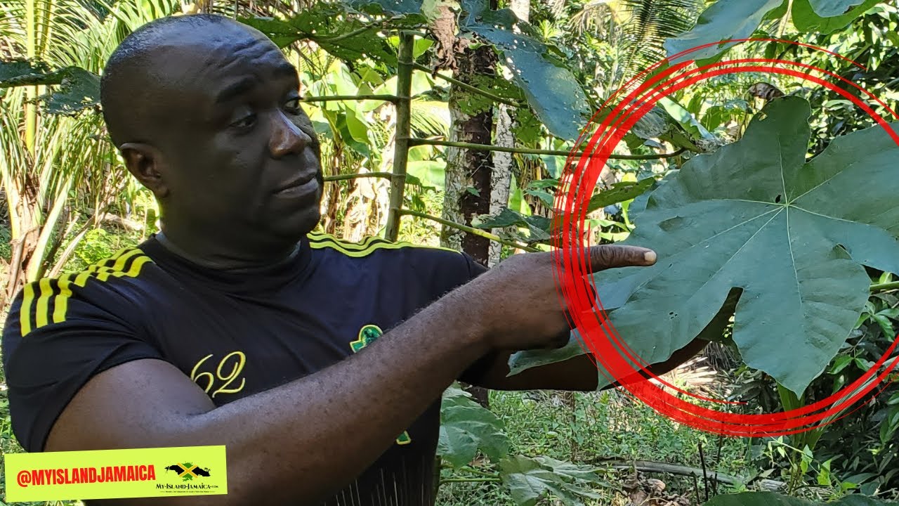 🤨This is the most UNDERRATED Plant!🌿 And HERE'S Why 👆🏿 #trumpetleaf #trumpettree @EarthsMedicine