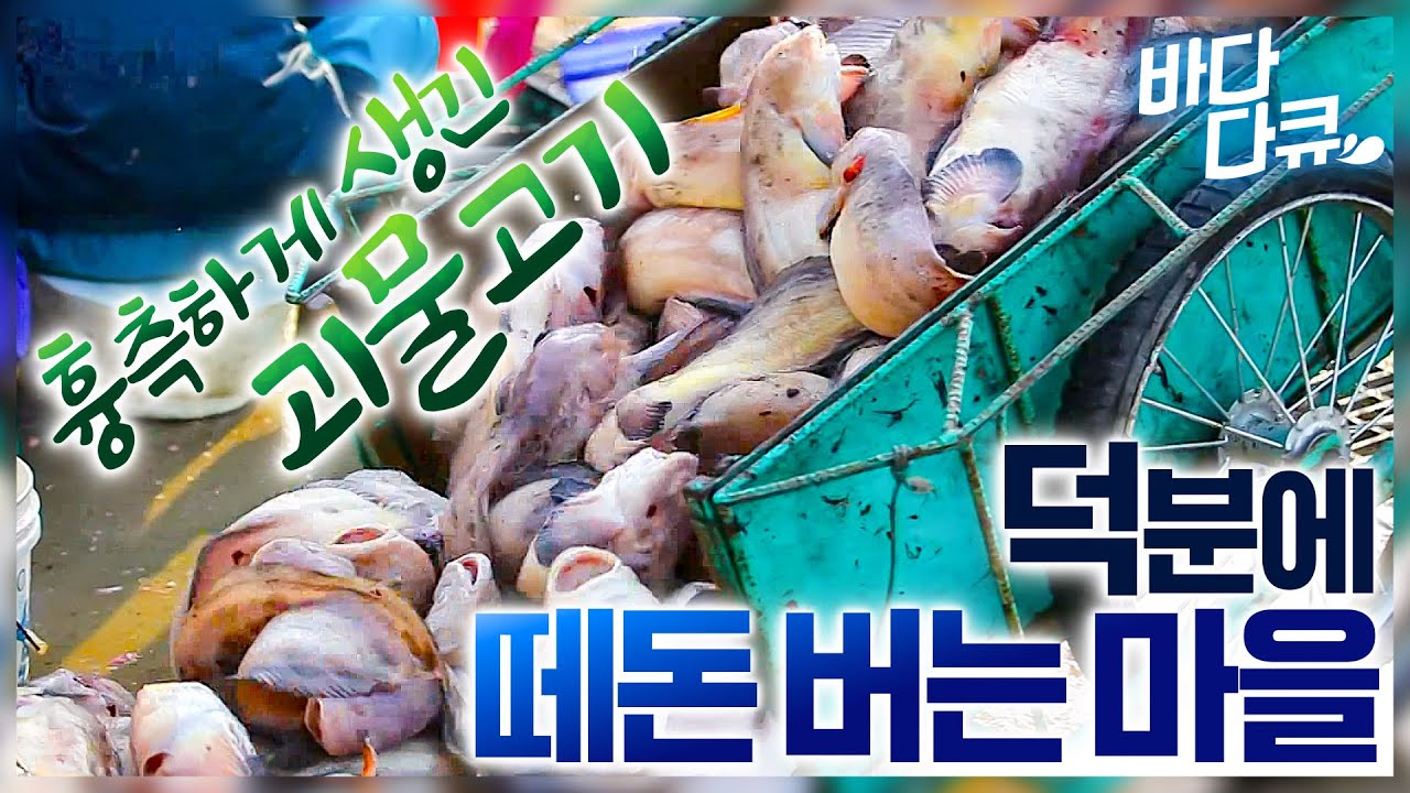 진짜 괴물처럼 생겨서 버려지고, 천대받던 괴물고기가 떼돈 벌어주는 효자 생선 되기까지 / 물메기의 섬, 추도 / #바다다큐