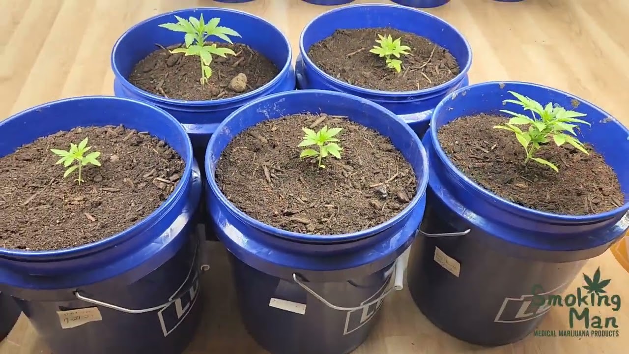 Week 2 White Widow Feminized Auto Seed to harvest.
