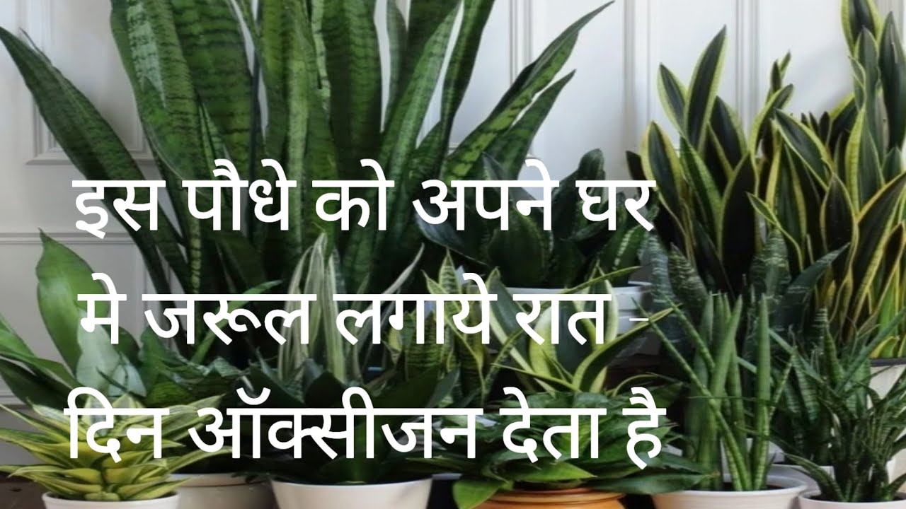 रात - दिन ऑक्सीजन देने वाला इन्डोर पौधा एक पौधे से ही हजार पौधे हो जाते है।