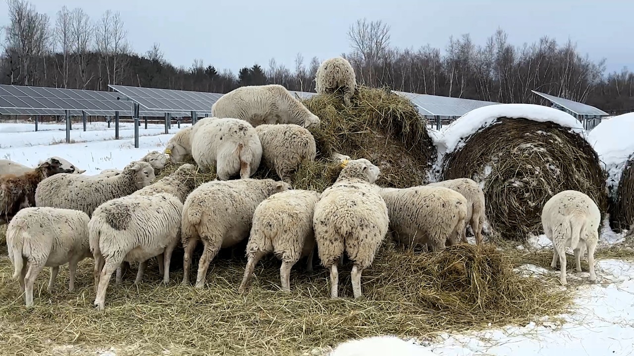 HEALING THE LAND WITH SOLAR FARMING?