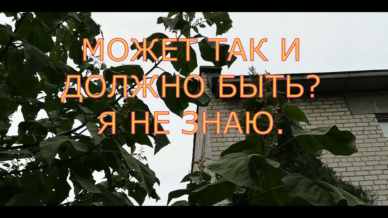 Павловния.  Цветет или нет и цветет ли вообще?