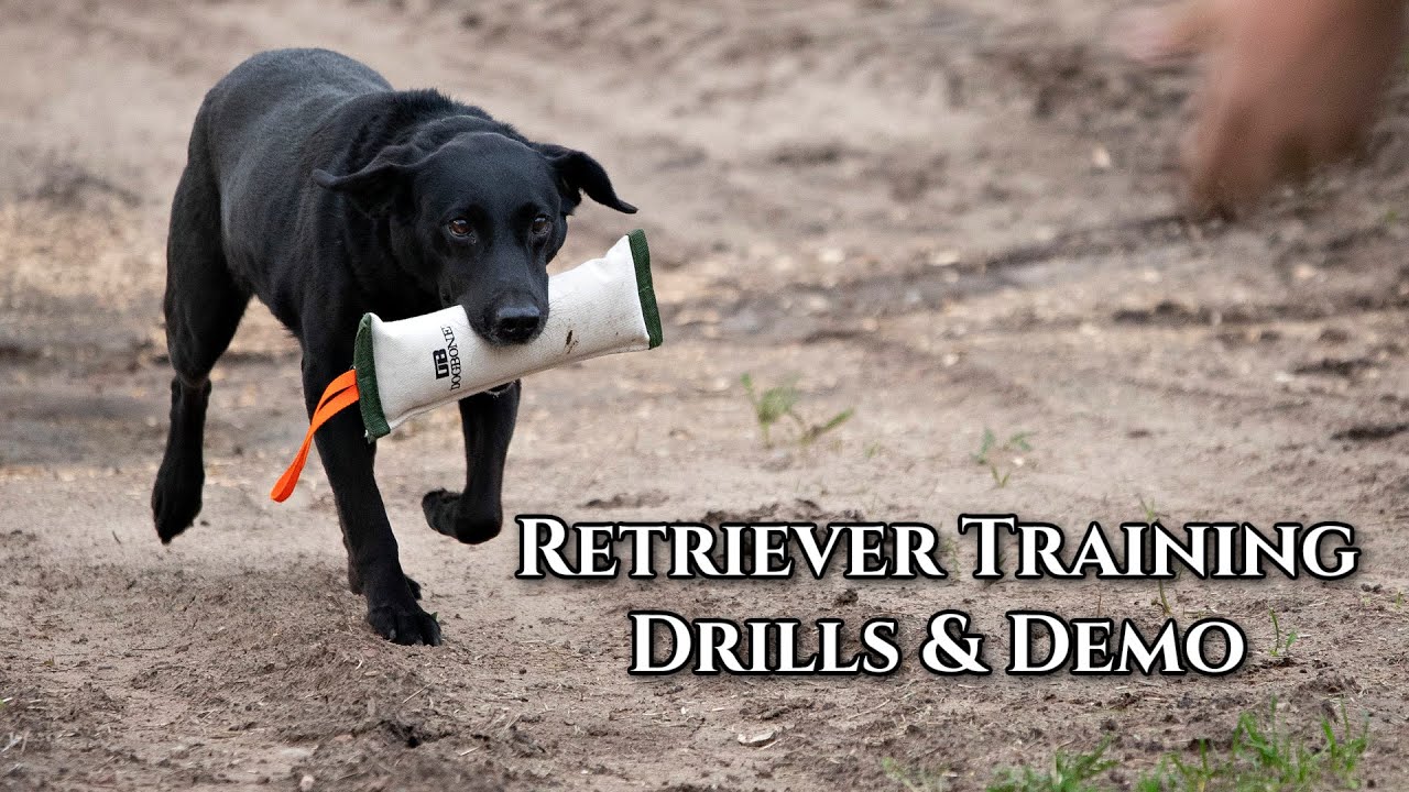 Retriever Training GunDog Drills and Demo