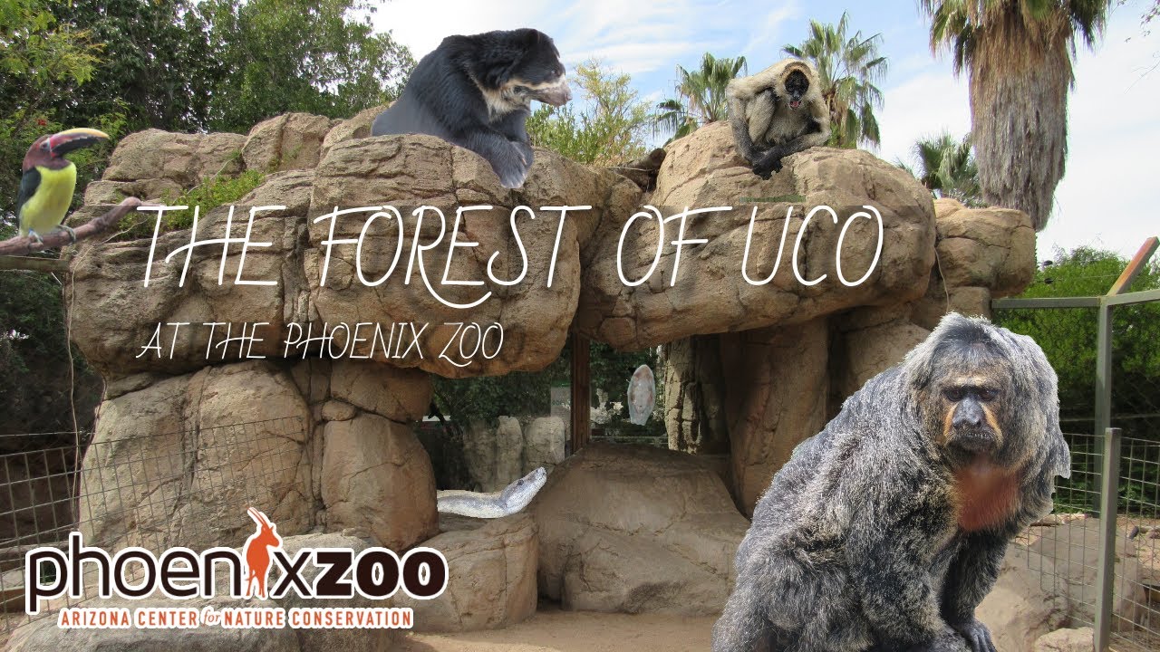 Forest of UCO at the Phoenix Zoo | Exhibit Tours Ep. 32