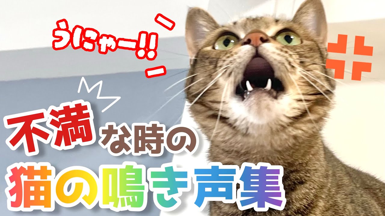 【猫の鳴き声】怒っている子猫&成猫の声を詰め合わせ。喧嘩・不機嫌・不満な時の元野良猫の鳴き声。猫が寄ってくる鳴き声