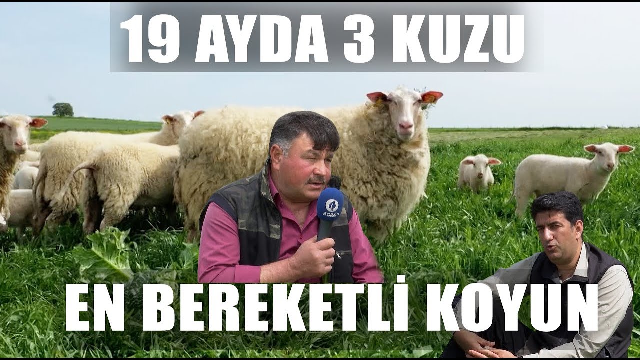 İmkansızı Başardı 1 Koyundan 19 Ayda 3 Kuzu! En Bereketli Koyun Irkı! / Dr. Koyuncu