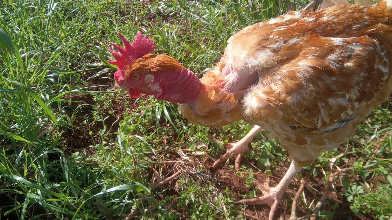 VALE A PENA CRIAR A RAÇA LABEL ROUGE ? Descubra quais são suas vantagens e desvantagens da raça.