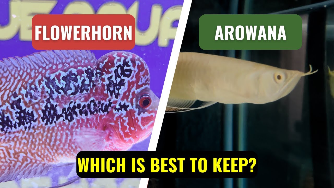 Flowerhorn VS Arowana | Which Is Best To Keep? | Must Watch