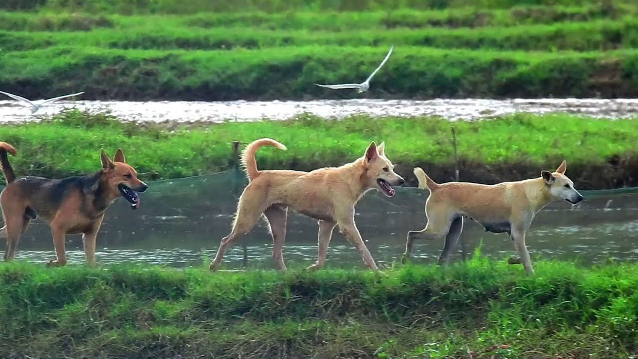 OhLove sweet life best time many style Young boy try to kiss sister sambath more and more sweet life
