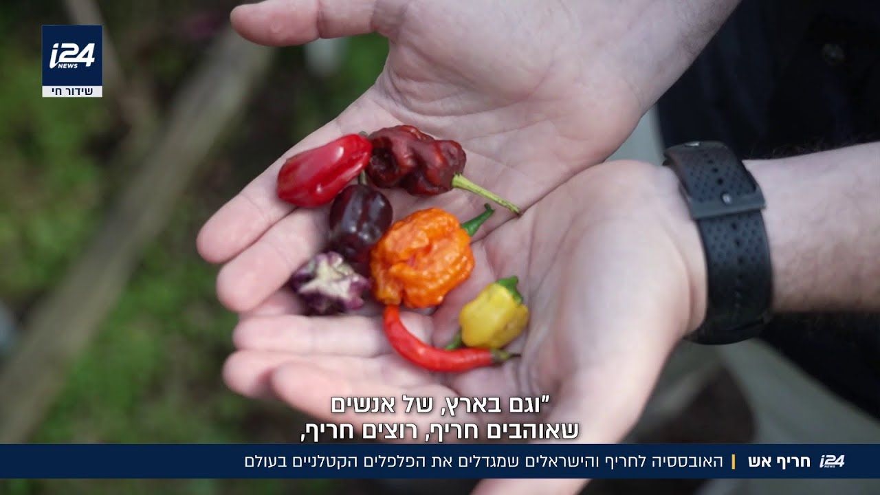 מלאך המוות: מה קרה כשטעמנו את הפלפל החריף בעולם?