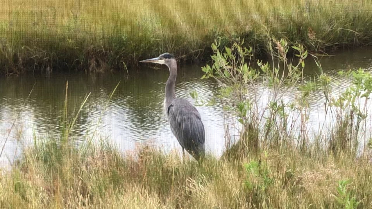 Great Blue Heron Squawk