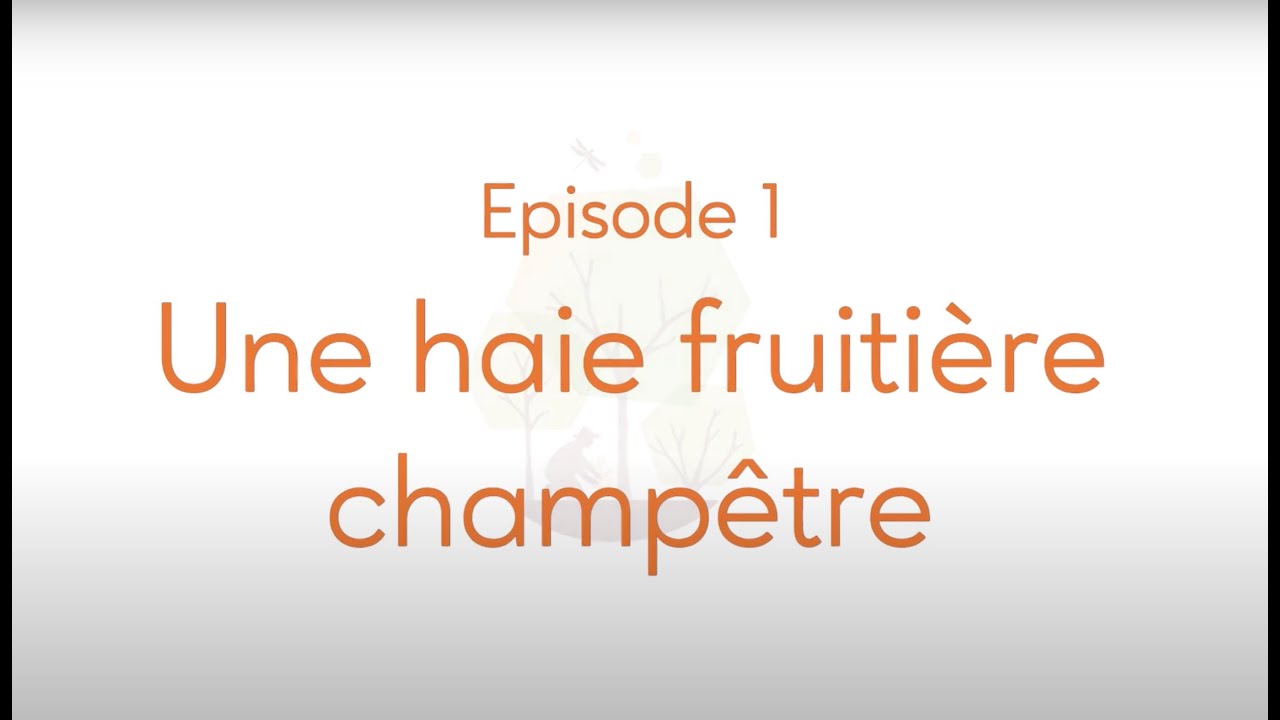Une haie fruitière champêtre