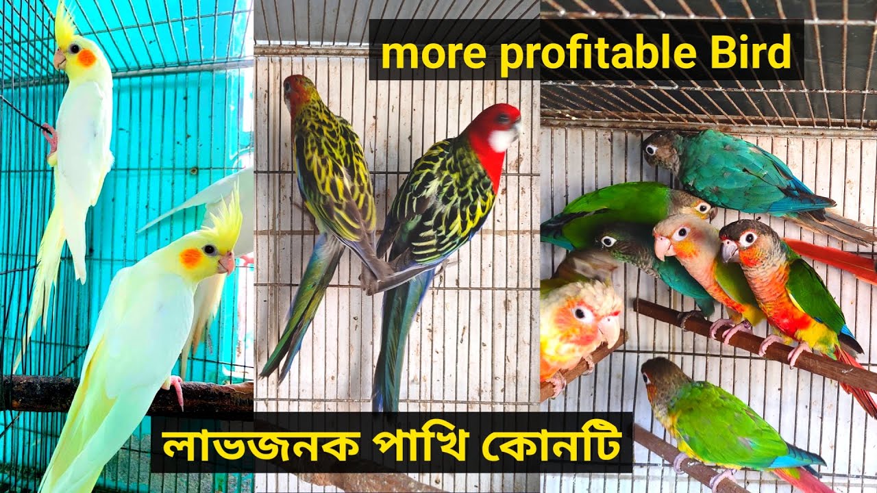 More Profitable Birds For Business