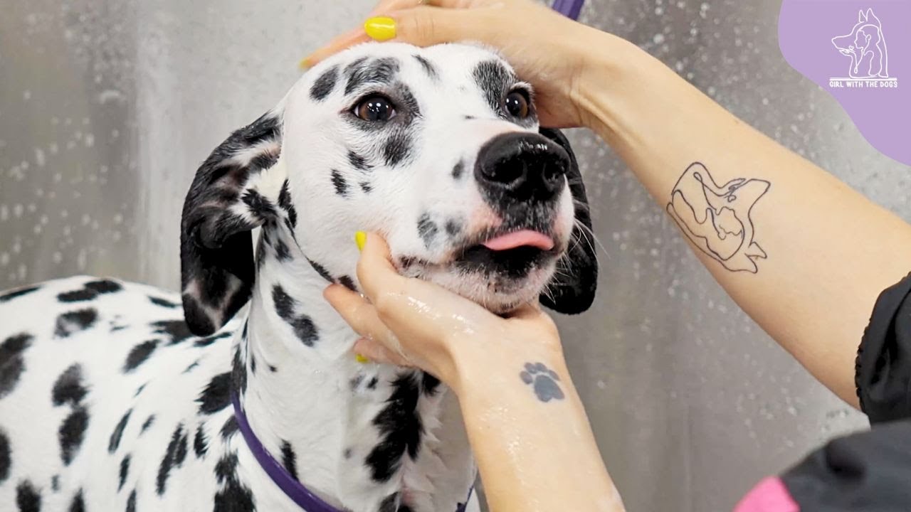 Bred To Be A GUARD Dog | The Gorgeous Dalmatian