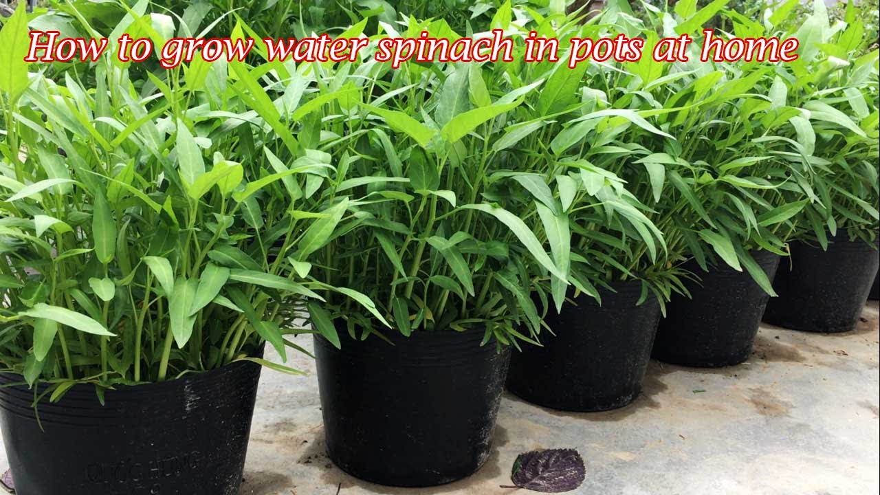 How to grow water spinach in pots at home for those who like to grow vegetables