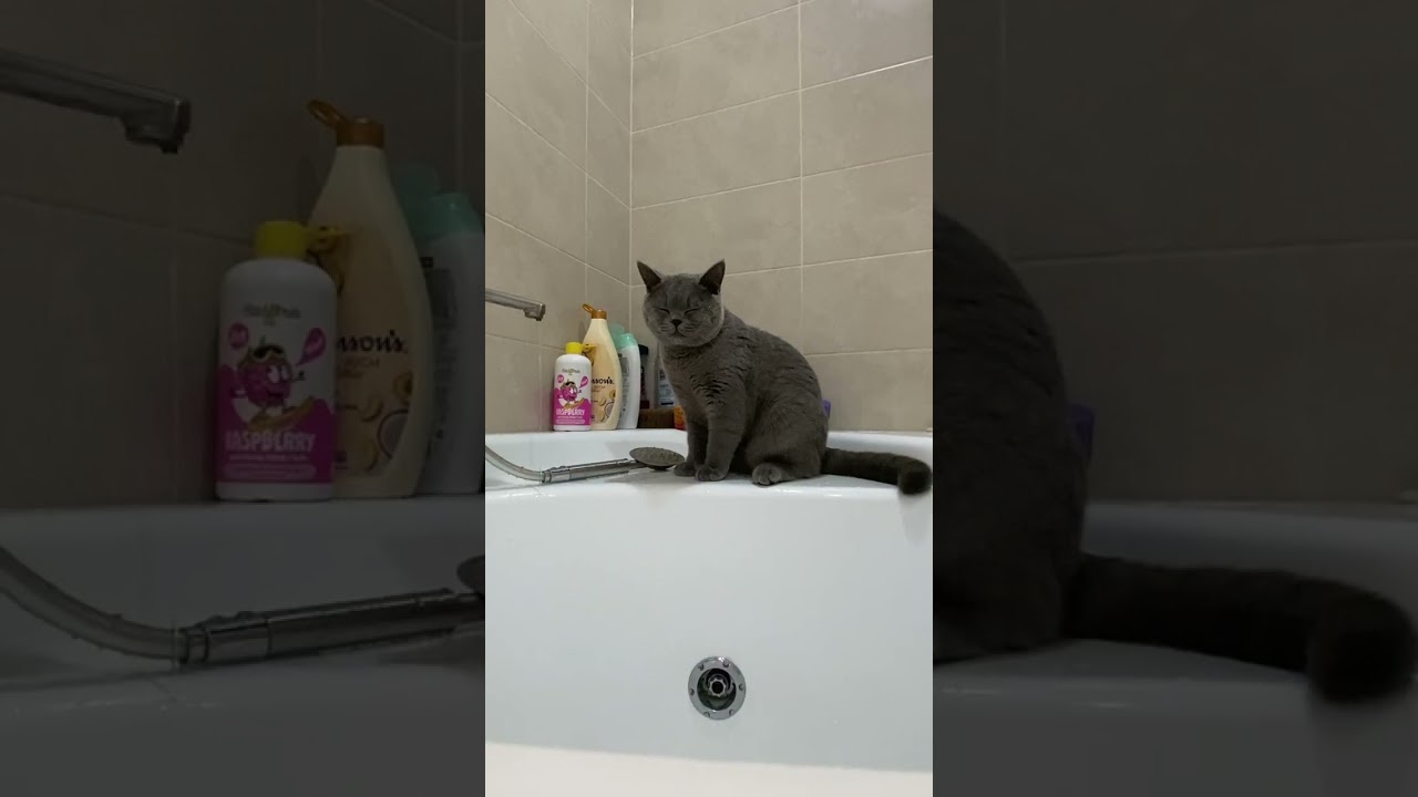 Когда миска есть, но кран интереснее, кот открыл для себя водопровод