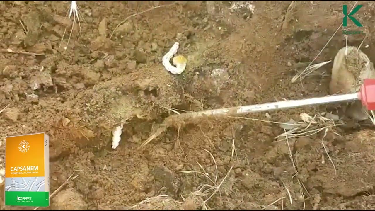 Capnodis larvasına karşı etkili ve ruhsatlı Capsenem ile bitki k&ouml;klerini Capnodislerden koruyun!