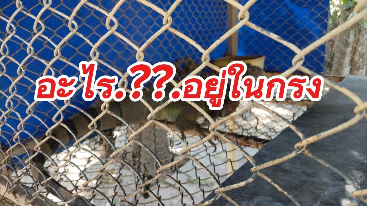 ช่วงบ่าย3...มีอะไรแว๊บๆ อยู่ในกรง??