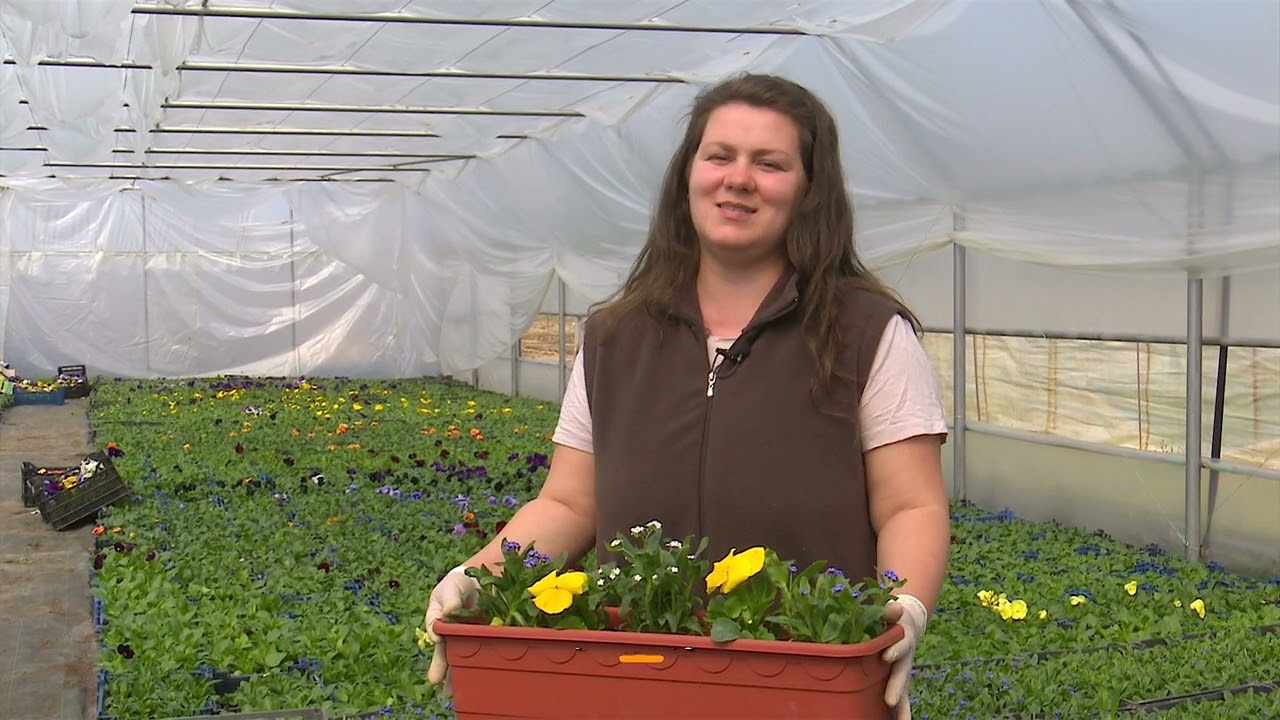 În gradina Danei: Floare de nu-mă-uita, arbuştii care înfloresc primăvara şi Peperomia
