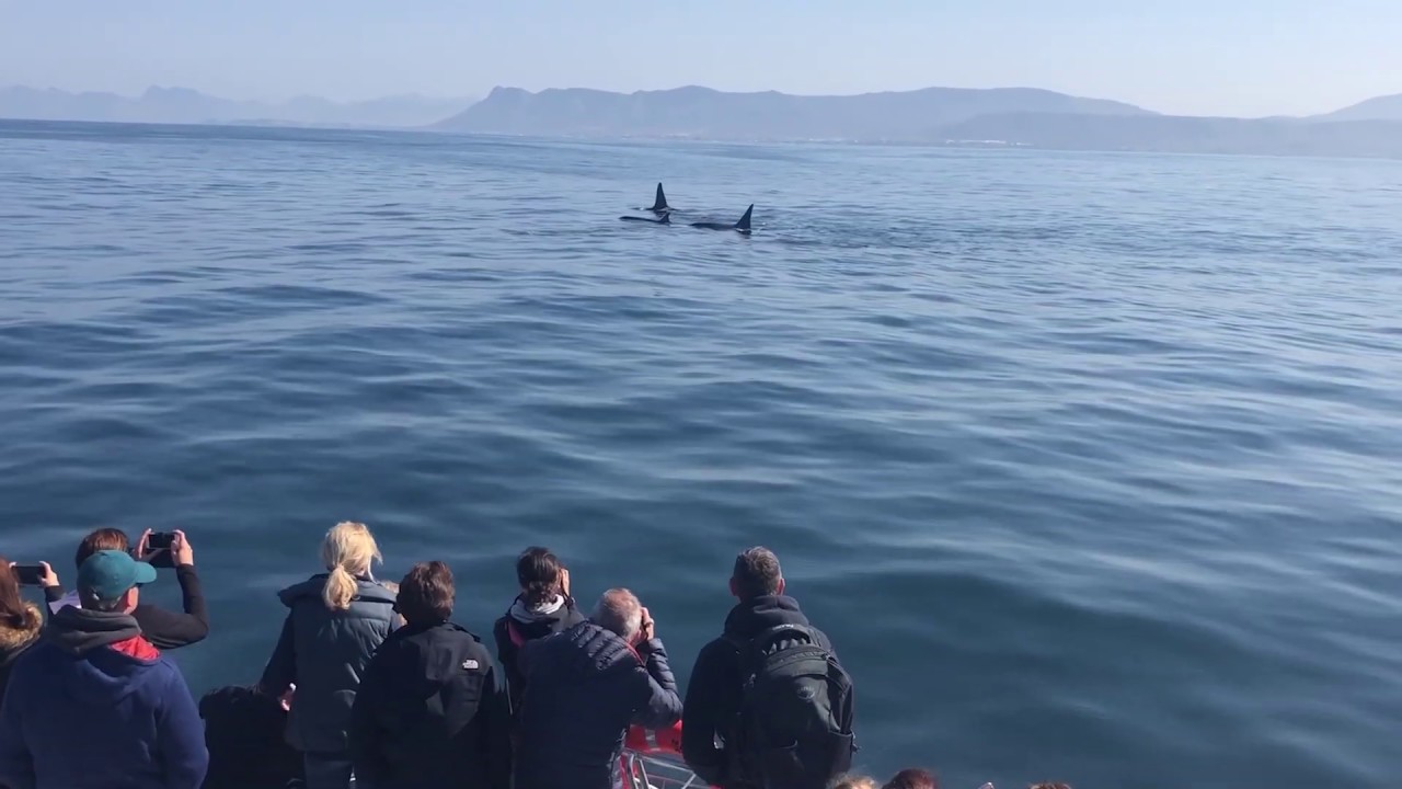 WOW Encounter! Orca in Hermanus, South Africa