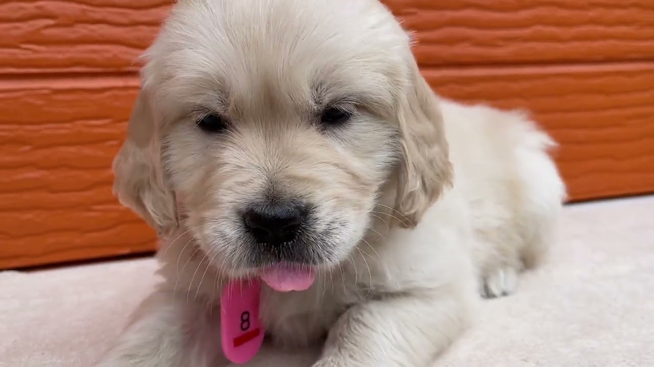 マギーの子犬８番ちゃん